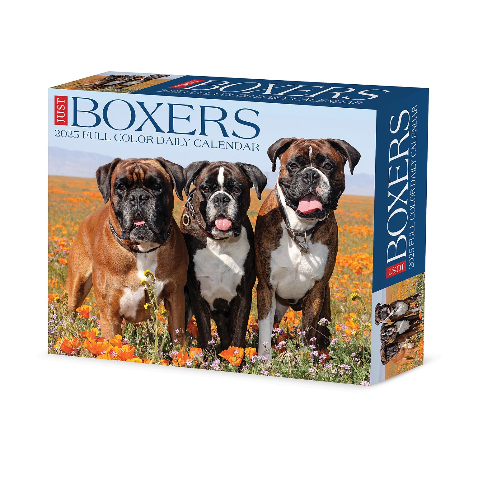 2025 Willow Creek Boxers 6 x 5.5 Day-to-Day Calendar (40690)