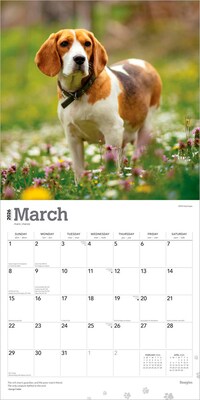 2026 BrownTrout Beagles 12" x 12" Monthly Wall Calendar (9798330702381)