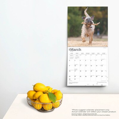 2025 BrownTrout Soft Coated Wheaten Terriers 12" x 12" Monthly Wall Calendar (9781975477981)