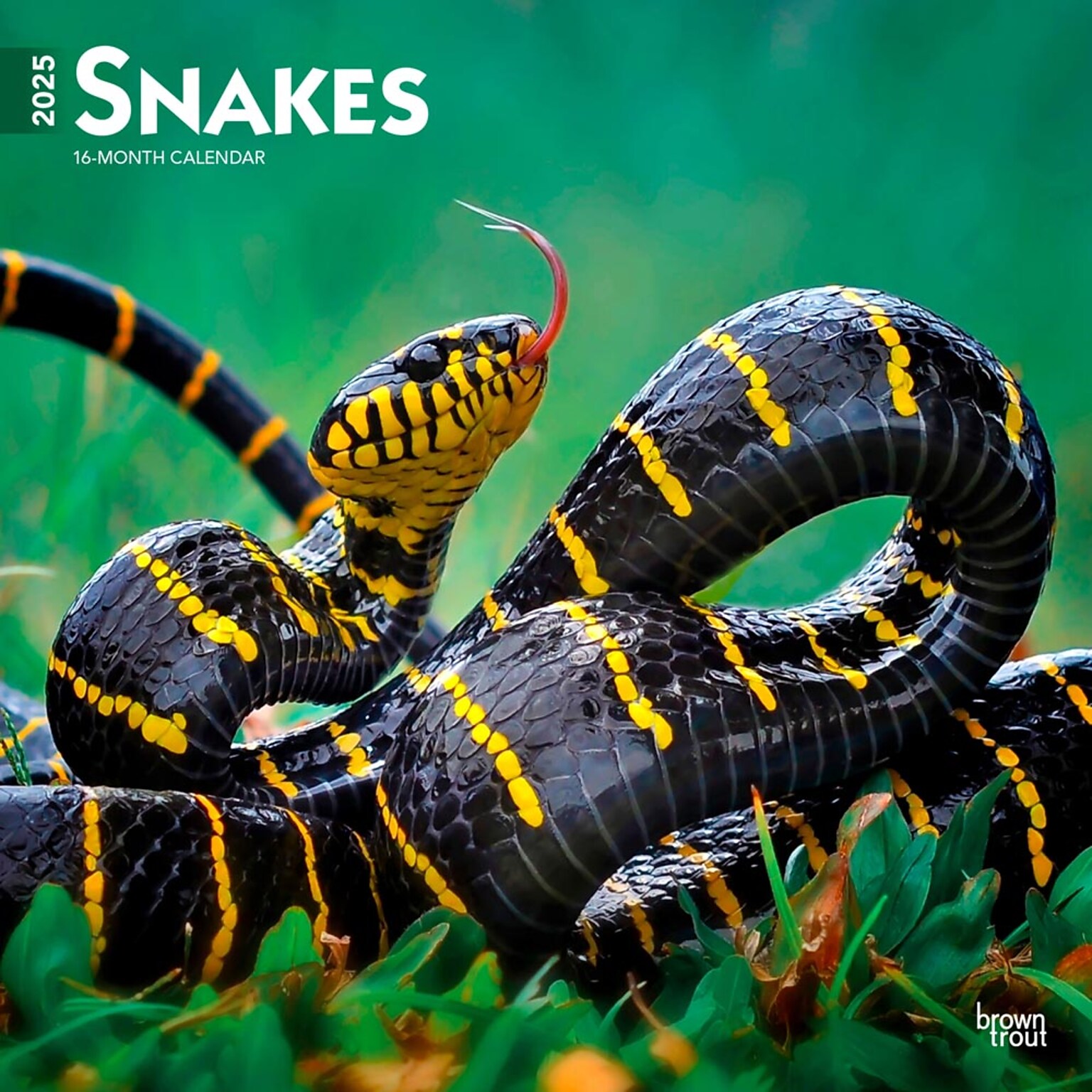 2025 BrownTrout Snakes 12 x 12 Monthly Square Wall Calendar (9781975476366)