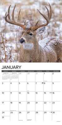2027 Willow Creek Monster Bucks 12" x 12" Monthly Wall Calendar, Assorted Colors (61299)