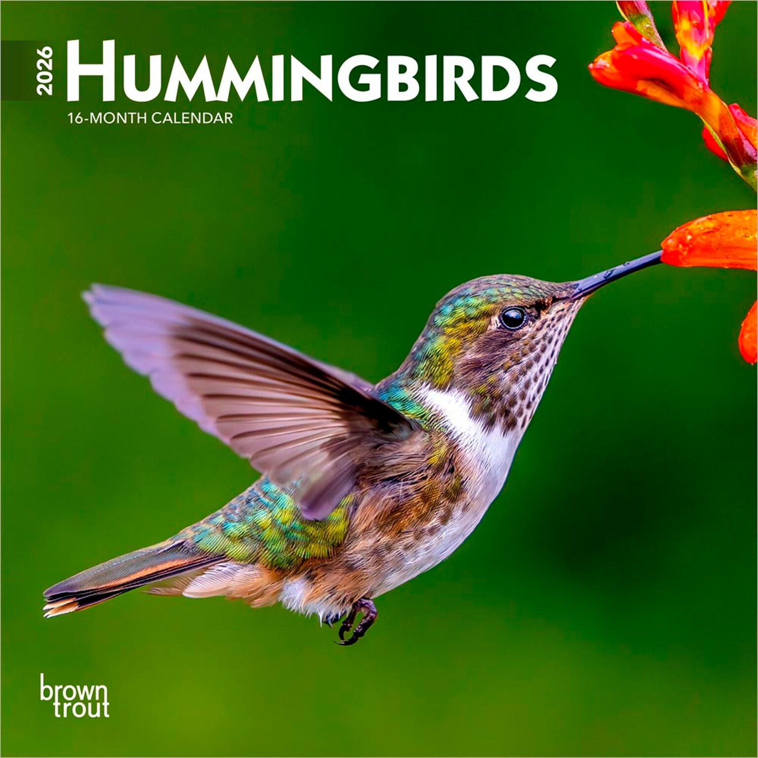 2026 BrownTrout Hummingbirds 7 x 7 Monthly Wall Calendar (9798330703791)