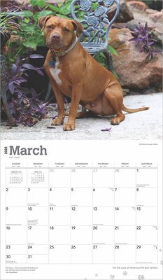 2025 BrownTrout For the Love of American Pit Bull Terriers 14" x 24" Monthly Deluxe Wall Calendar (9781975472986)