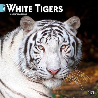 2025 BrownTrout White Tigers 12 x 12 Monthly Square Wall Calendar (9781975475932)