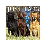 2023 Willow Creek Just Labs 7 x 7 Monthly Wall Calendar (28544)