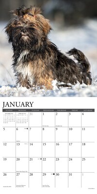 2025 Willow Creek Just Lhasa Apsos 12" x 12" Monthly Wall Calendar (43707)