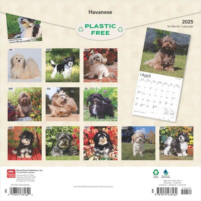 2025 BrownTrout Havanese 12 x 12 Monthly  Wall Calendar (9781975478162)