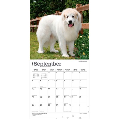2027 BrownTrout Great Pyrenees 12" x 12" Monthly Wall Calendar (9798330712496)