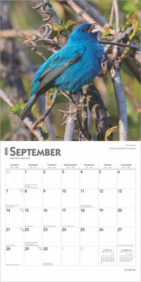 2025 BrownTrout Songbirds 12" x 12" Monthly Square Wall Calendar (9781975477806)