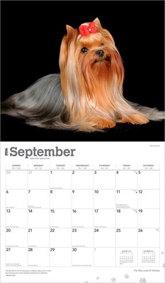 2026 BrownTrout For the Love of Yorkshire Terriers 14" x 12" Monthly Wall Calendar (9798330707188)