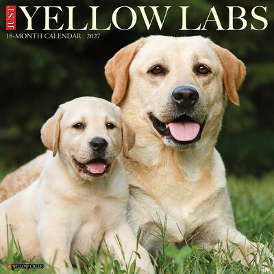 2027 Willow Creek Yellow Labs 12 x 12 Monthly Wall Calendar, Assorted Colors (63095)