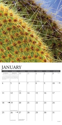 2026 Willow Creek Cactus 12" x 12" Monthly Wall Calendar (50477)