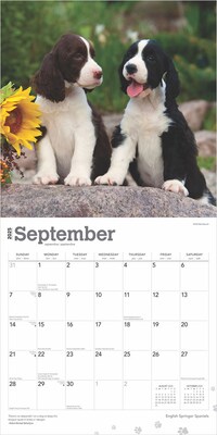 2025 BrownTrout English Springer Spaniels 12" x 12" Monthly Wall Calendar (9781975476960)