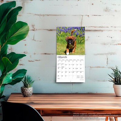 2026 BrownTrout Boxer Puppies 7" x 7" Monthly Wall Calendar (9798330702619)