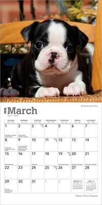 2026 BrownTrout Boston Terrier Puppies 7" x 7" Monthly Wall Calendar (9798330702589)