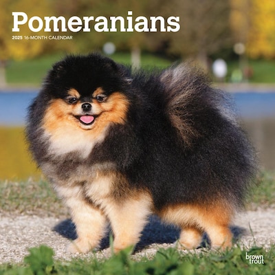 2025 BrownTrout Pomeranians 12 x 12 Monthly Wall Calendar (9781975477530)