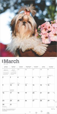 2025 BrownTrout Shih Tzu 12" x 12" Monthly  Wall Calendar (9781975477745)