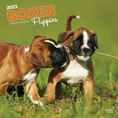 2023 BrownTrout Boxer Puppies 12 x 24 Monthly Wall Calendar, (9781975451301)