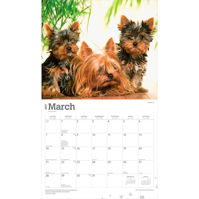 2027 BrownTrout For the Love of Yorkshire Terriers 14" x 12" Monthly Wall Calendar, Assorted Colors (9798330709281)
