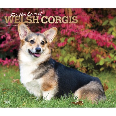 2023 BrownTrout For the Love of Welsh Corgis 12 x 14 Monthly Wall Calendar, (9781975453039)