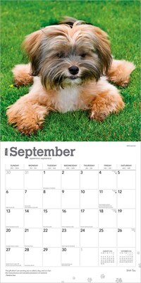 2026 BrownTrout Shih Tzu 12" x 12" Monthly Wall Calendar (9798330705535)