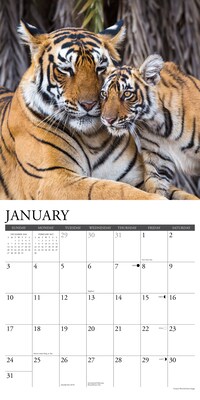 2027 Willow Creek Tigers 12" x 12" Monthly Wall Calendar, Assorted Colors (62616)