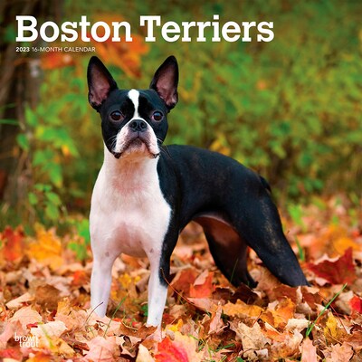 2023 BrownTrout Boston Terriers 12 x 12 Monthly Wall Calendar (9781975451288)