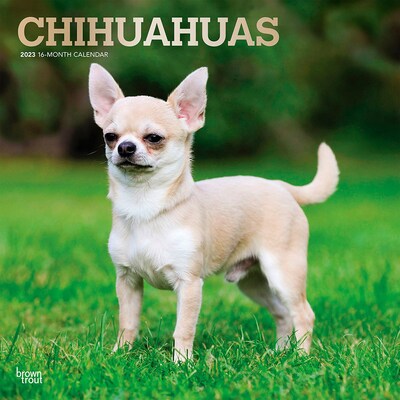 2023 BrownTrout Chihuahuas 12 x 12 Monthly Wall Calendar (9781975449179)