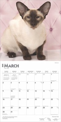 2025 BrownTrout Siamese Cats 12" x 12" Monthly Wall Calendar (9781975477769)