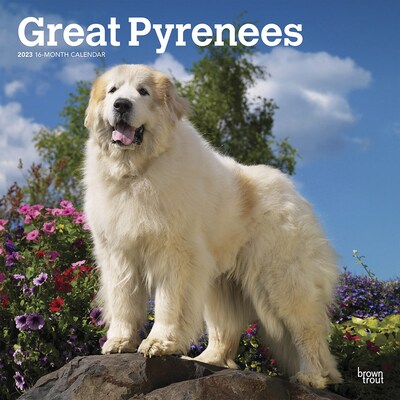 2023 BrownTrout Great Pyrenees 12 x 12 Monthly Wall Calendar, (9781975455057)
