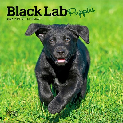 2027 BrownTrout Black Labrador Retriever Puppies 7 x 7 Monthly Wall Calendar (9798330714315)