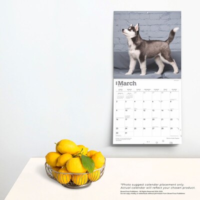 2025 BrownTrout Siberian Husky Puppies 12" x 12" Monthly Wall Calendar (9781975477783)