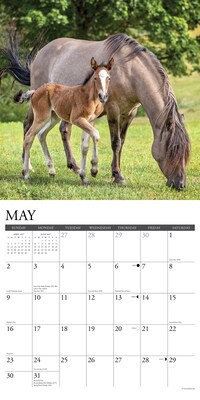2027 Willow Creek Horses 12" x 12" Monthly Wall Calendar, Assorted Colors (60704)