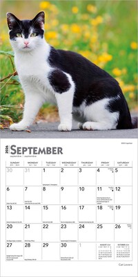 2026 BrownTrout Cat Lovers 7" x 7" Monthly Wall Calendar (9798330702770)