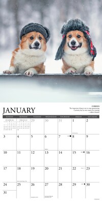 2027 Willow Creek Corgi Rules 12" x 12" Monthly Wall Calendar, Assorted Colors (59845)