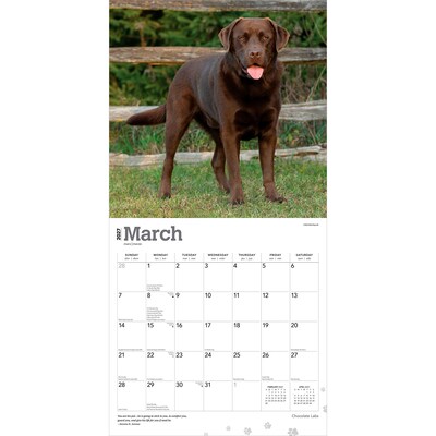2027 BrownTrout Chocolate Labrador Retrievers 12" x 12" Monthly Wall Calendar (9798330712564)