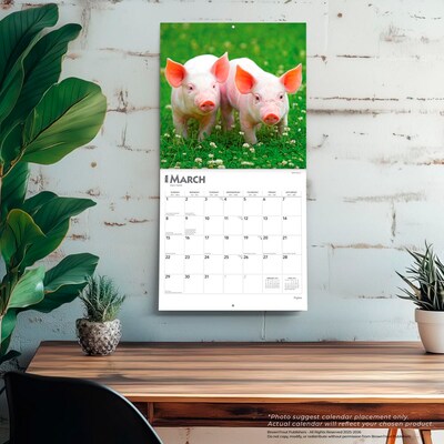 2026 BrownTrout Piglets 12" x 12" Monthly Wall Calendar (9798330705139)