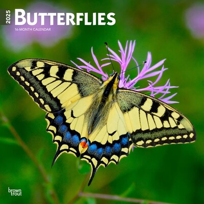 2025 BrownTrout Butterflies 12 x 12 Monthly Wall Calendar (9781975476762)