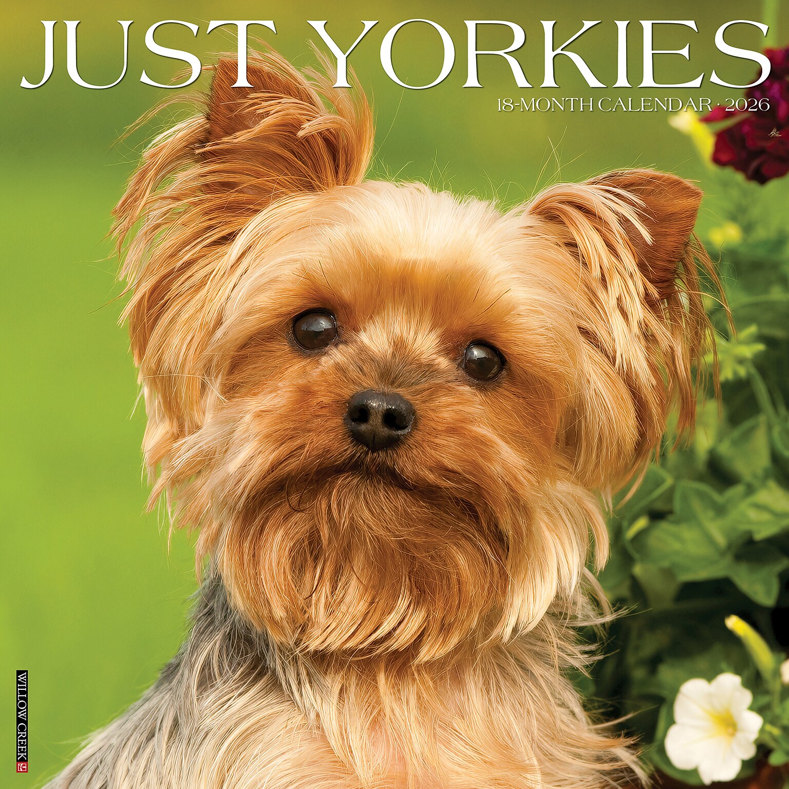 2026 Willow Creek Yorkies 12 x 12 Monthly Wall Calendar (53379)