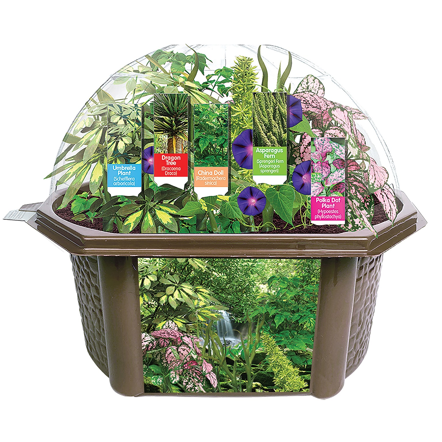 Fernroot Rainforest Biosphere, Multicolored (SRCEBRB621)