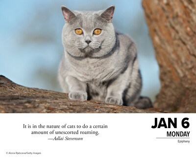2025 Willow Creek What Cats Teach Us 6" x 5.5" Day-to-Day Calendar (41109)