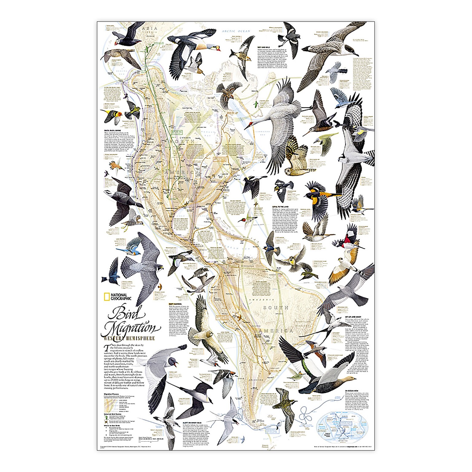 National Geographic Bird Migration, Western Hemisphere Map, Laminated, 20.25 x 31.25 (NGMRE01020306)