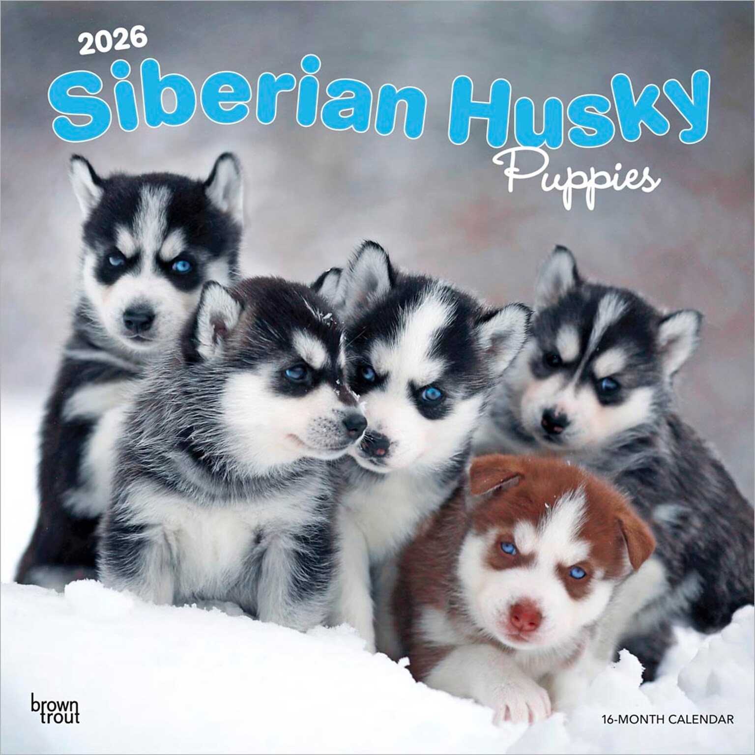 2026 BrownTrout Siberian Husky Puppies 12 x 12 Monthly Wall Calendar (9798330705603)