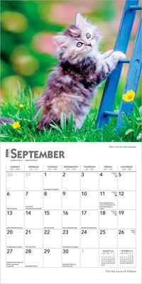 2026 BrownTrout For the Love of Kittens 7" x 7" Monthly Wall Calendar (9798330704132)