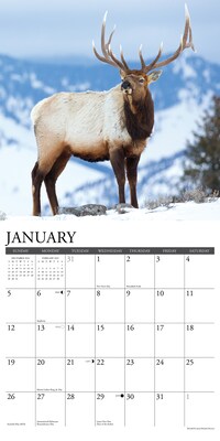 2025 Willow Creek Bull Elk 12" x 12" Monthly Wall Calendar, Multicolor (42007)