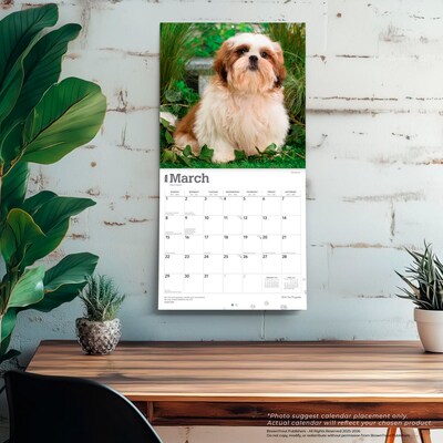 2026 BrownTrout Shih Tzu Puppies 12" x 12" Monthly Wall Calendar (9798330705559)