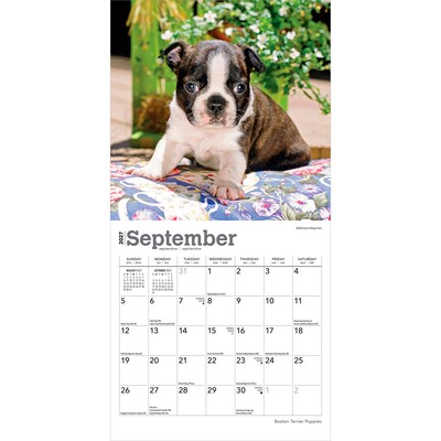 2027 BrownTrout Boston Terrier Puppies 7" x 7" Monthly Wall Calendar, Assorted Colors (9798330709939)