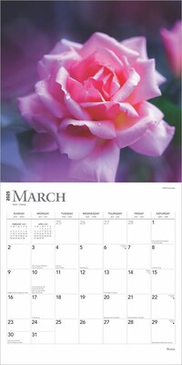 2025 BrownTrout Roses 12" x 12" Monthly Wall Calendar (9781975475635)