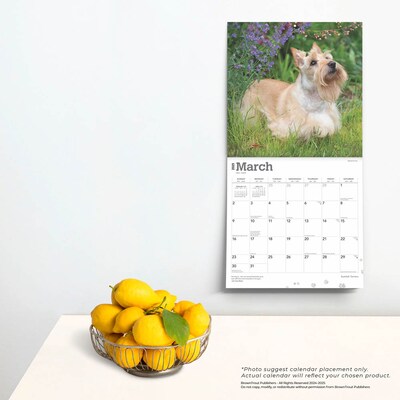 2025 BrownTrout Scottish Terriers 12" x 24" Monthly Square Wall Calendar, (9781975475673)