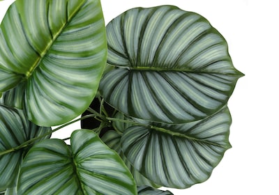 Monarch Specialties Inc. 24" Artificial Calathea Plant in Pot (I 9577)
